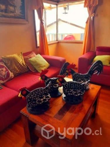 Hermosas gallinitas y gallos para huevos