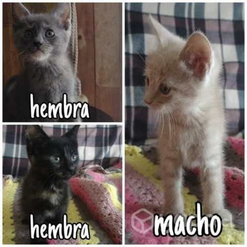 Se regalan gatitos criollos