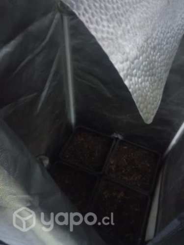 Indoor 60x60x180 listo para conectar