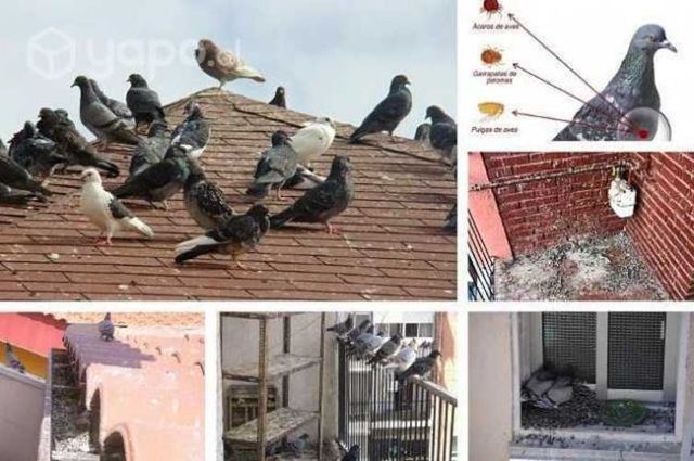 Servicio de control de palomas