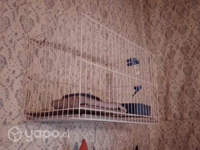 Jaula para mascota pequeña
