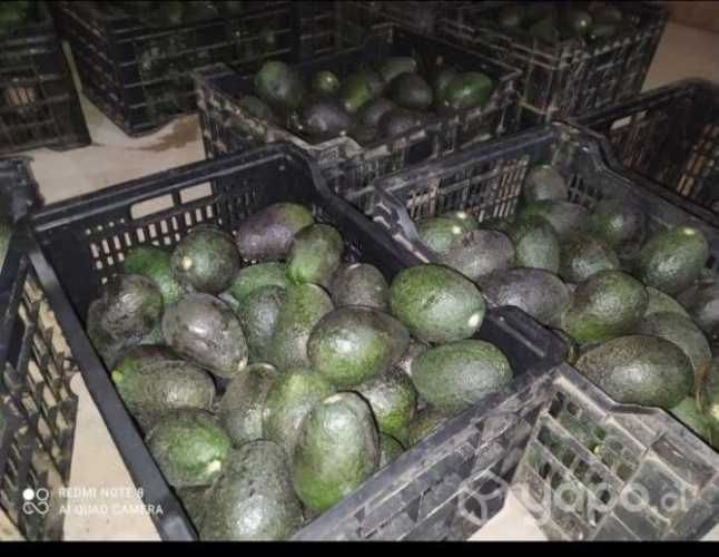 Paltas hass nacional