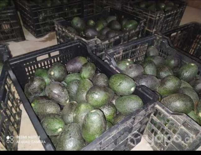 Paltas hass nacional