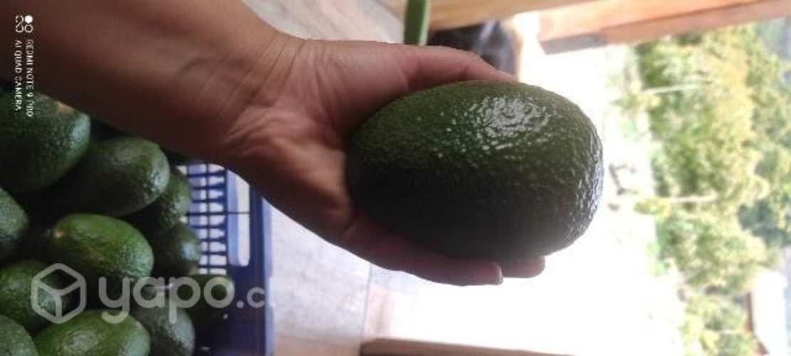 Paltas hass nacional