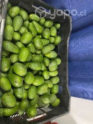 Paltas Al por Mayor y Al Detalle