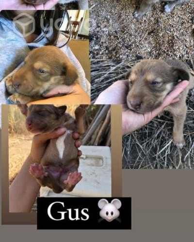 Adopcion cachorros