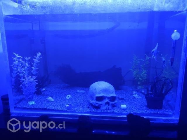 Acuario agua cálida completo!