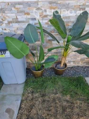 Plantas ornamentales