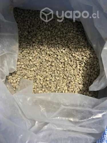 Café grano verde robusta