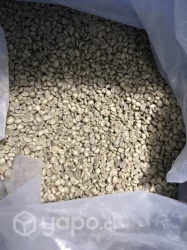 Café grano verde robusta
