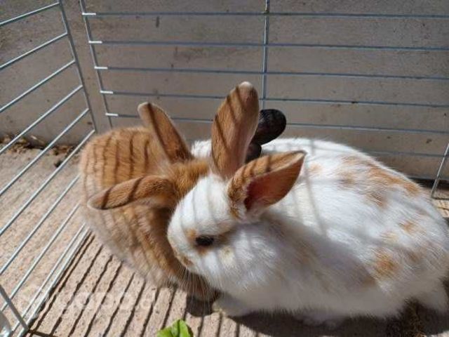 Se regalan conejitos para mascota
