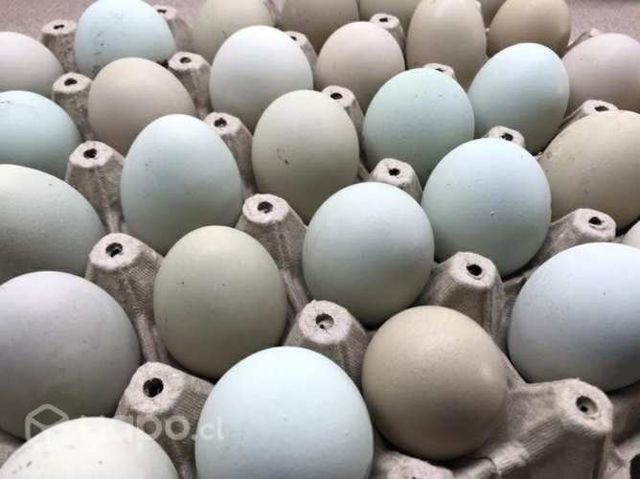 Huevos fértiles kollonko/ketro