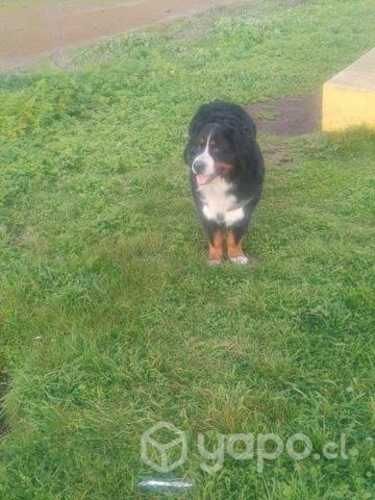 Boyero de Berna para cruza