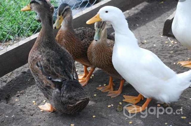 Patos ingleses "gritones"