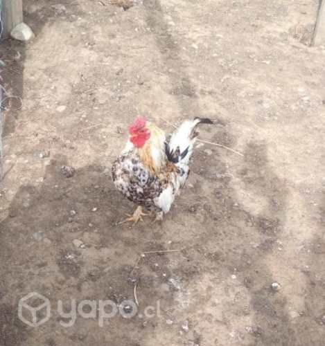 Gallo de la pasión y gallina