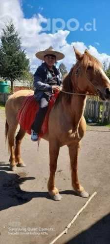 Yegua de 7 años con 3 meses de embarazo