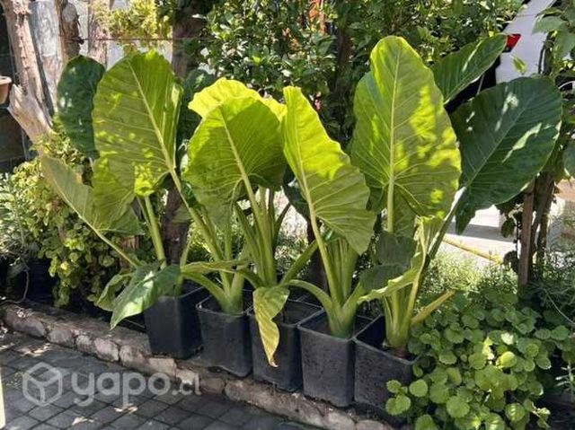 Mantos de eva gigantes - XL