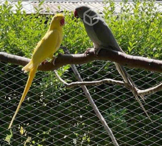 Pareja anilladas con documentación procedencia