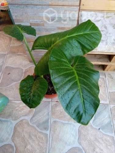 Hermosos Mantos de Eva