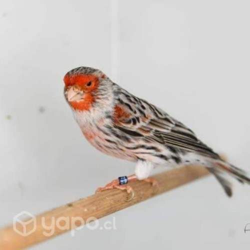 Lindos ejemplares (V)