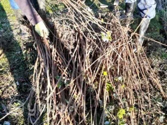 Plantas de frambuesas