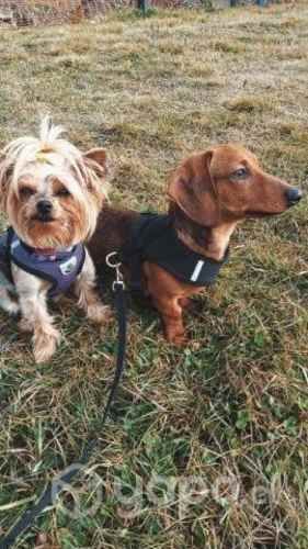 Arriendo departamento o casa pequeña