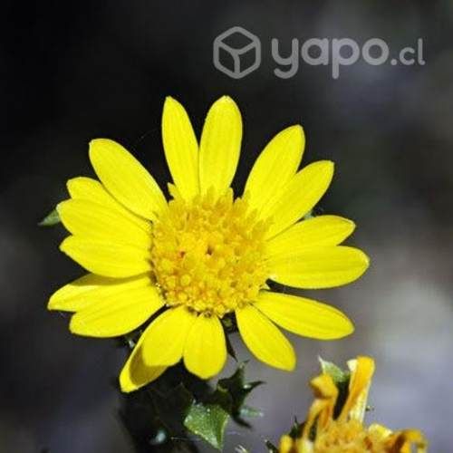 Lente de 100mm. para macrofotografía. GUEST