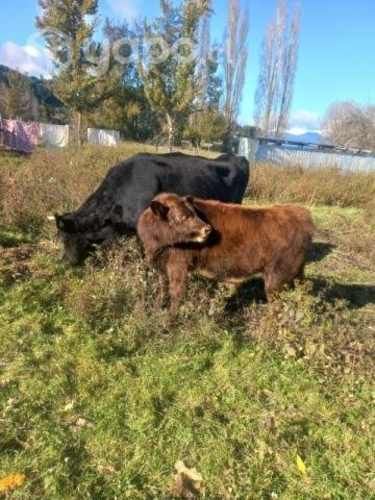 Vaca lechera más ternero conversable