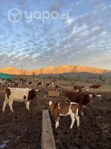 Parcela de 1 hectárea en illapel con agua de riego