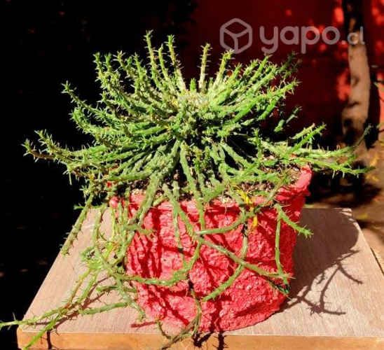 Suculenta Euphorbia Flanaganii (Medusa)