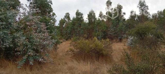 Parcela 5000m2 cauquenes