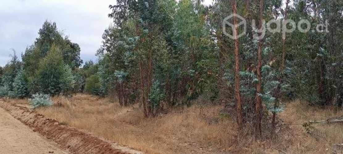 Parcela 5000m2 cauquenes
