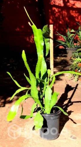 Suculenta Epiphylum (Flor Amarilla) Maceta Plastic