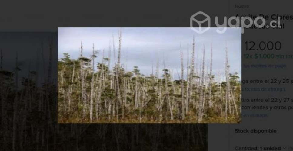 Aceite de Cipres de las Guaitecas 5 ml