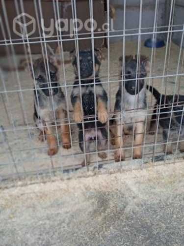 Pastores cachorros