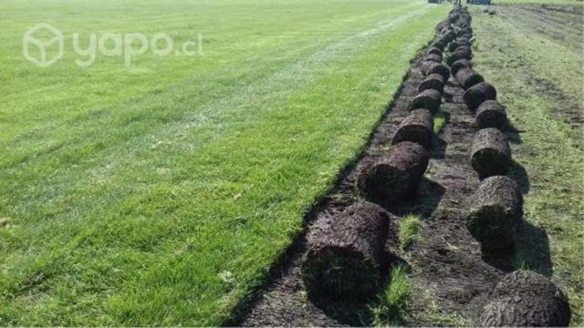 Pasto en Rollo Natural