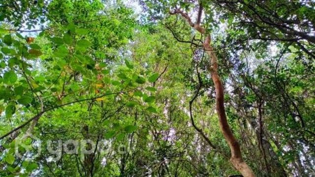 Parcelas, sector Peninhueque, Florida