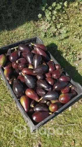 palta negra la cruz al barrer 1.400