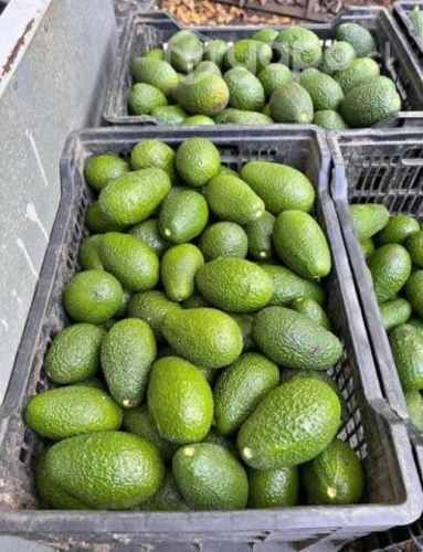 Palta hass chilena y negra de la cruz