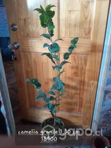 Linda camelia grande