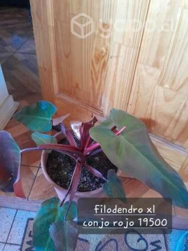 Lindo filodendro