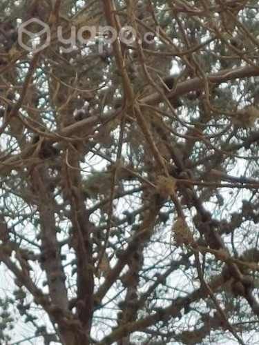 Estudios Fitosanitarios-Arbolado urbano