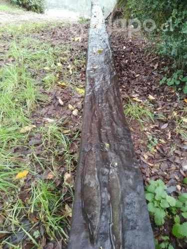 Vasa de pellin 9 ,80 de largo