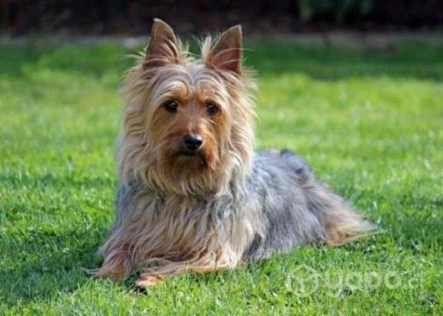 Adopto perrito bebe de raza pequeña