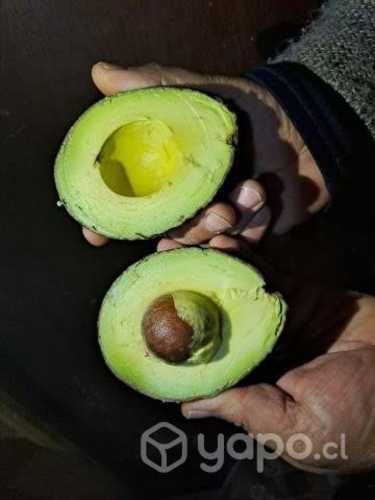 Paltas Chilena Costina Primera/Extra al mayor