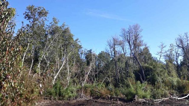 Se vende parcela a 8 minutos de Villarrica Putue