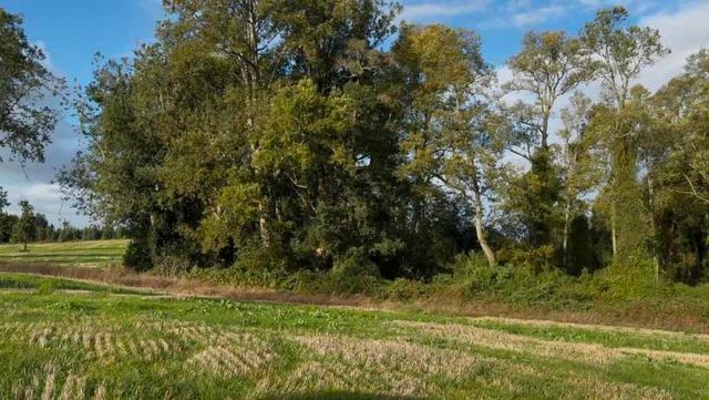 Últimas 4 parcelas a 15 min del lago Ranco desde $29 Mill