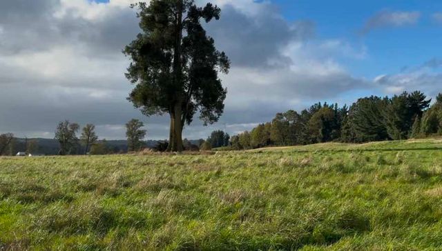 Últimas 4 parcelas a 15 min del lago Ranco desde $29 Mill