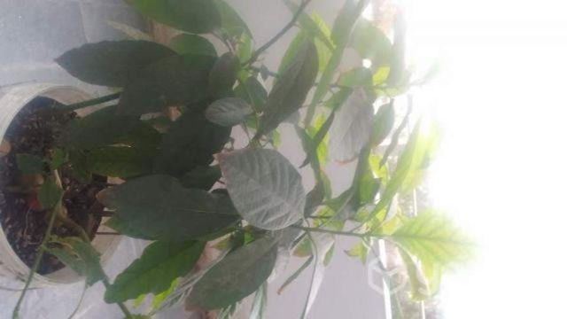 Plantas pimenton Arboles paltos