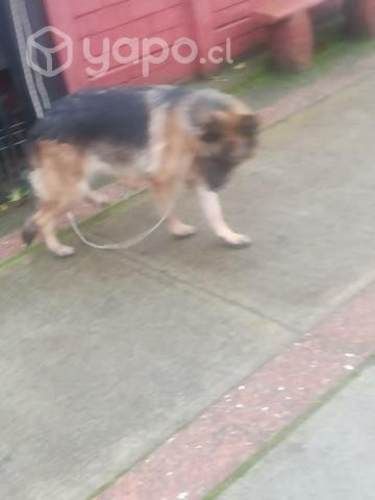 Hermosa perra Pastor Alemán